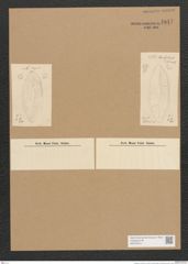 Surirella sp. (de-Toni-Nr.: Genus 53) Zeichnungen Sammlung Grunow Nr. 4847 (NHMW-BOT-W0373019)